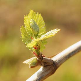 Austrieb der Reben Austrieb der Reben